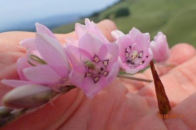 Dierama latifolium, photographed by Peter Warren