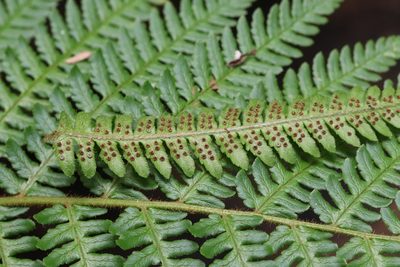 Dryopteris crassirhizoma, photographed by Nina Filippova
