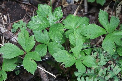 Sanicula chinensis, photographed by Nina Filippova