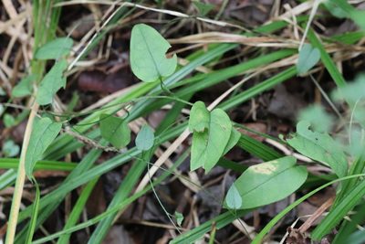 Trigonotis radicans, photographed by Nina Filippova