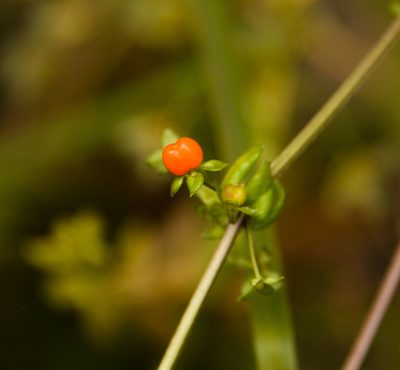 Galium hypocarpium, photographed by Nicolás Villaseca Merino