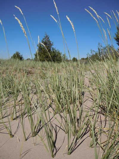 Leymus flavescens, photographed by Matt Lavin