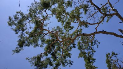 Vachellia leucophloea, photographed by ꦥꦤ꧀ꦗꦶꦒꦸꦱ꧀ꦠꦶꦄꦏ꧀ꦧꦂ