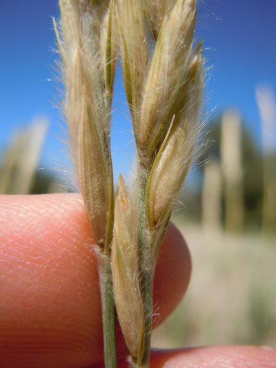 Leymus flavescens, photographed by Matt Lavin