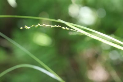 Diarrhena mandshurica, photographed by Nina Filippova