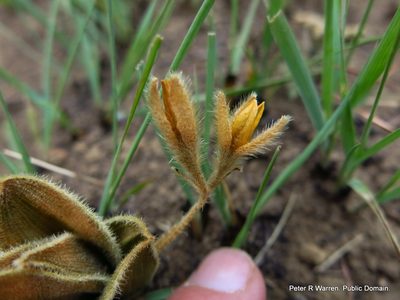Hypoxis multiceps, photographed by Peter Warren