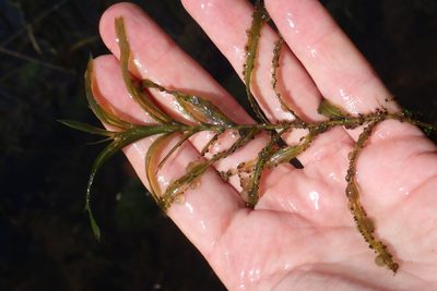 Potamogeton robbinsii, photographed by Rob Foster