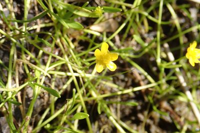 Ranunculus reptans, photographed by Rob Foster