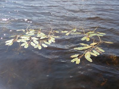 Potamogeton epihydrus, photographed by Rob Foster