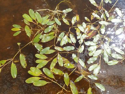 Potamogeton epihydrus, photographed by Rob Foster