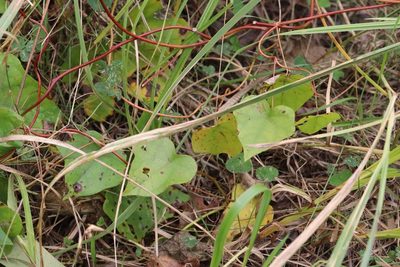 Menispermum dauricum, photographed by Nina Filippova