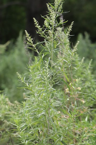 Artemisia umbrosa, photographed by Nina Filippova