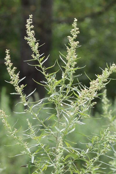 Artemisia umbrosa, photographed by Nina Filippova