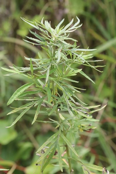 Artemisia umbrosa, photographed by Nina Filippova