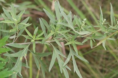 Artemisia umbrosa, photographed by Nina Filippova