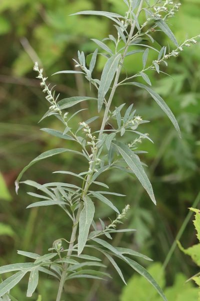 Artemisia umbrosa, photographed by Nina Filippova