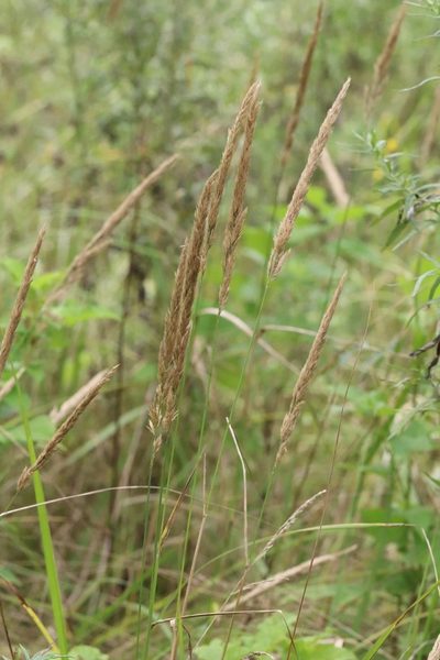 Calamagrostis extremiorientalis, photographed by Nina Filippova