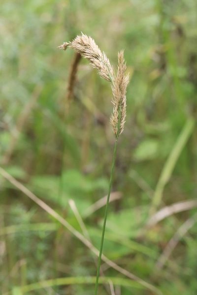 Calamagrostis extremiorientalis, photographed by Nina Filippova