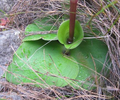 Satyrium bicorne, photographed by douglaseustonbrown