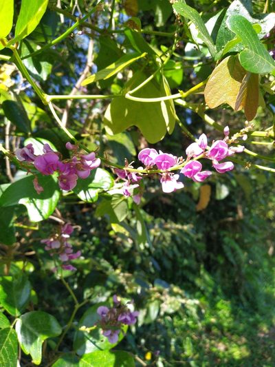 Vandasina retusa, photographed by Steve Fitzgerald