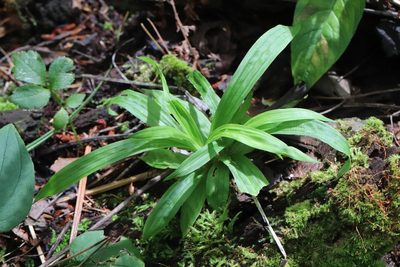 Carex siderosticta, photographed by Nina Filippova