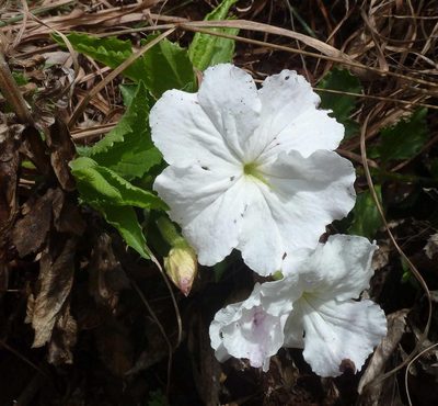 Cycnium adonense, photographed by Andrew Hankey