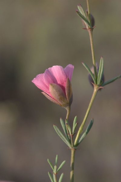 Roepera rogersii, photographed by Charles Stirton