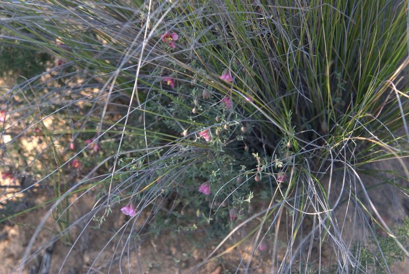 Roepera rogersii, photographed by Charles Stirton