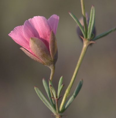 Roepera rogersii, photographed by Charles Stirton