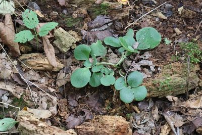 Chrysosplenium pilosum, photographed by Nina Filippova