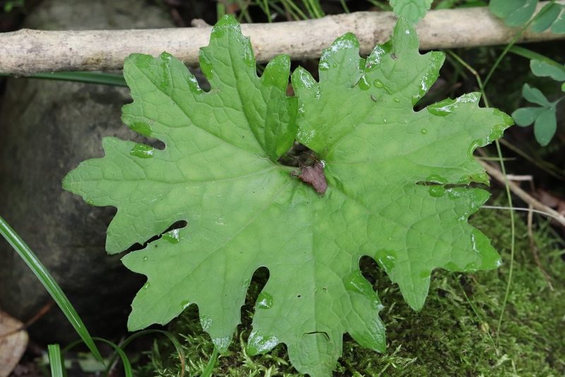 Petasites tatewakianus, photographed by Nina Filippova
