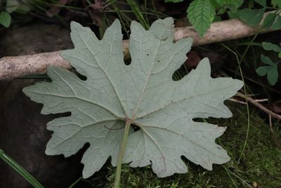 Petasites tatewakianus, photographed by Nina Filippova