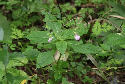 Impatiens furcillata, photographed by Nina Filippova