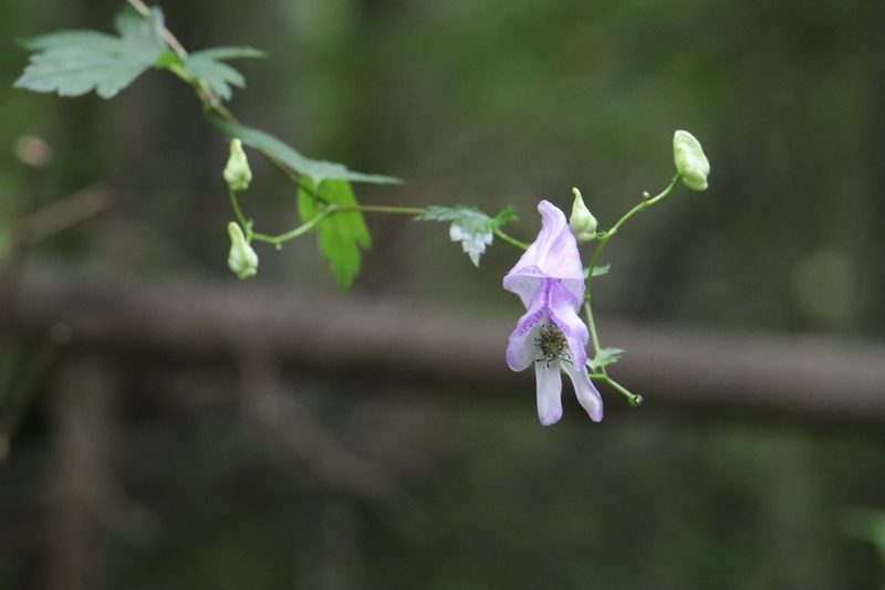Aconitum sczukinii, photographed by Nina Filippova