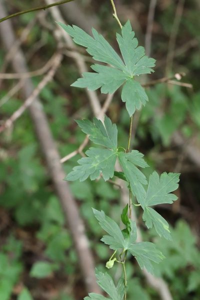 Aconitum sczukinii, photographed by Nina Filippova