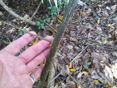 Pisonia aculeata, photographed by Steve Fitzgerald
