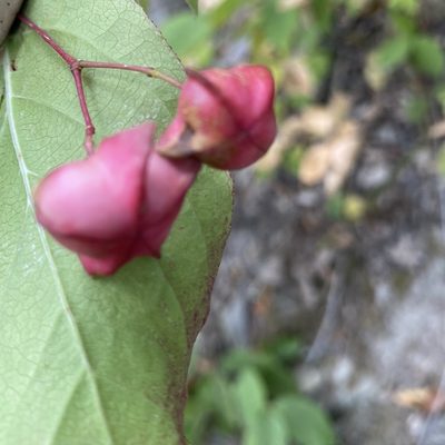 Euonymus latifolius, photographed by Stephanie G. Williams