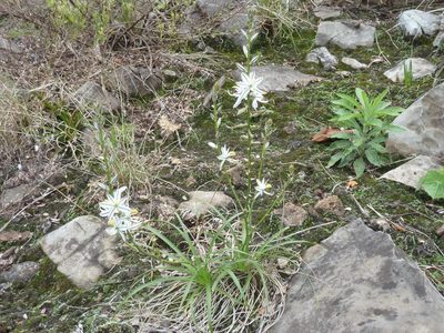 Chlorophytum recurvifolium, photographed by Andrew Hankey