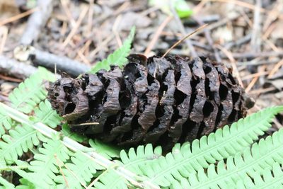 Pinus koraiensis, photographed by Nina Filippova