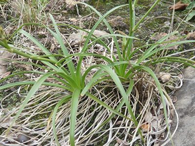Chlorophytum recurvifolium, photographed by Andrew Hankey