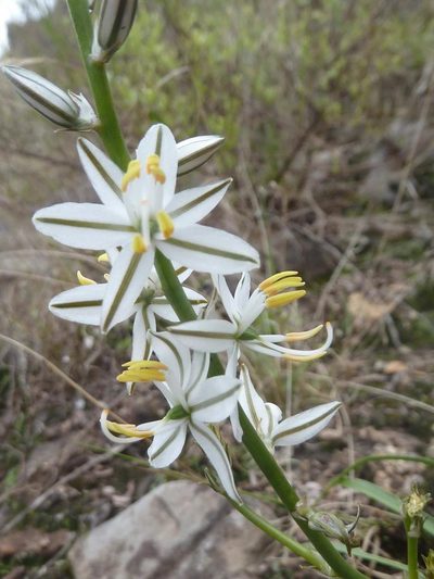 Chlorophytum recurvifolium, photographed by Andrew Hankey
