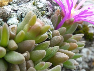 Delosperma vandermerwei, photographed by Andrew Hankey