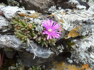 Delosperma vandermerwei, photographed by Andrew Hankey