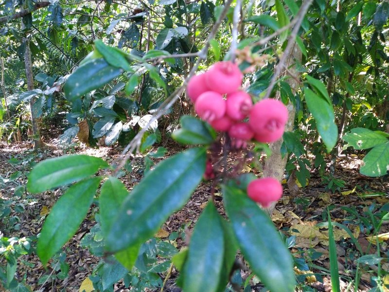 Syzygium fibrosum, photographed by Steve Fitzgerald