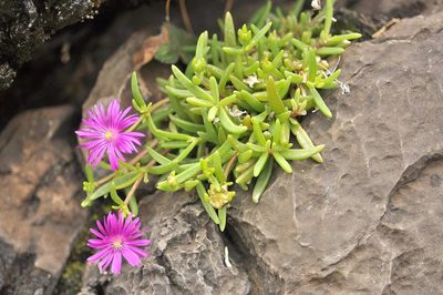 Delosperma vandermerwei, photographed by Andrew Hankey