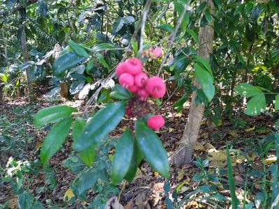 Syzygium fibrosum, photographed by Steve Fitzgerald