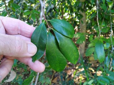 Syzygium fibrosum, photographed by Steve Fitzgerald