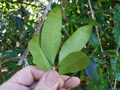 Syzygium fibrosum, photographed by Steve Fitzgerald