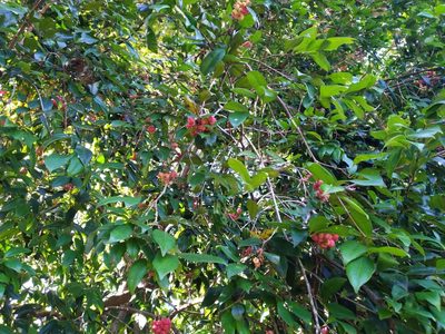 Syzygium fibrosum, photographed by Steve Fitzgerald