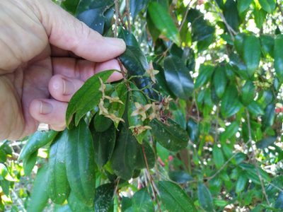 Syzygium fibrosum, photographed by Steve Fitzgerald